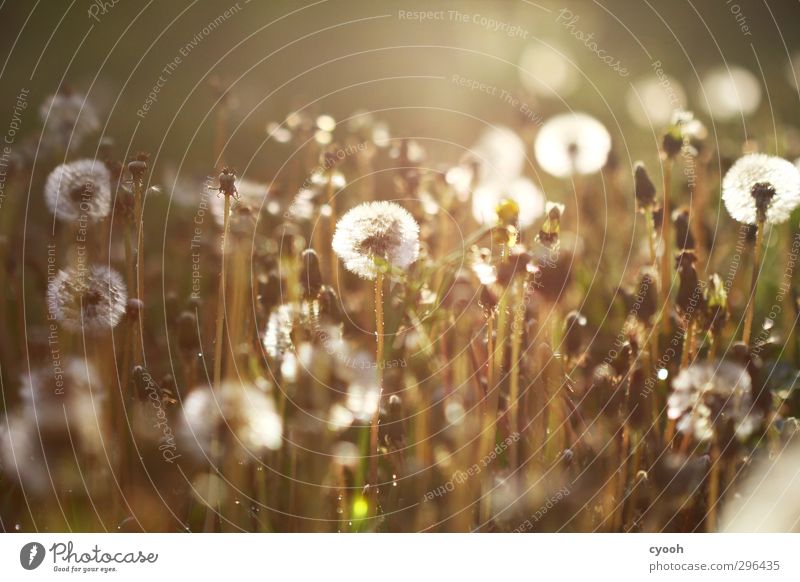 Licht. Natur Sommer Herbst Schönes Wetter Wärme Pflanze Gras Blüte Wiese Blühend fliegen genießen leuchten verblüht dehydrieren Wachstum dunkel hell kalt nah