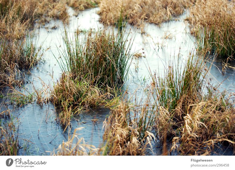 give me Moor Ferien & Urlaub & Reisen Ausflug Umwelt Natur Landschaft Pflanze Tier Urelemente Erde Herbst Winter Klima Baum Blume Gras Sträucher Moos Efeu Farn