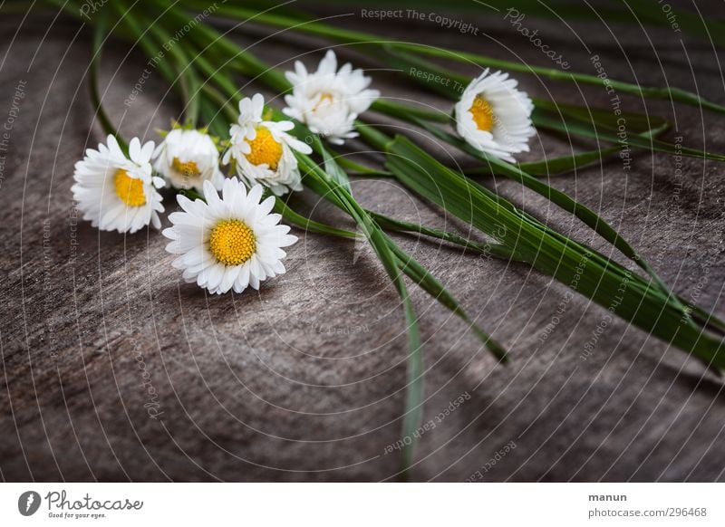 Gänseblümchen gerupft Muttertag Natur Frühling Blume Gras Blüte Frühlingsblume Blumenstrauß Holz Blühend liegen natürlich Frühlingsgefühle Farbfoto Menschenleer