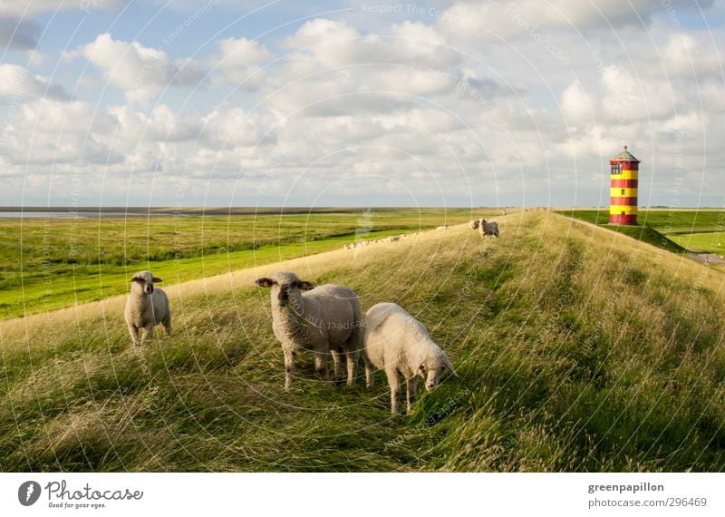 An der Nordseeküste.. Ferien & Urlaub & Reisen Tourismus Ausflug Fahrradtour Sommer Sommerurlaub Strand Meer Landschaft Gras Küste Leuchtturm Schaf Schafherde