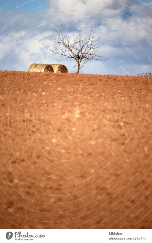 Lenz Gartenarbeit Landwirtschaft Forstwirtschaft Erde Himmel Wolken Frühling Baum Feld Menschenleer liegen warten braun Frühlingsgefühle Vorfreude geduldig