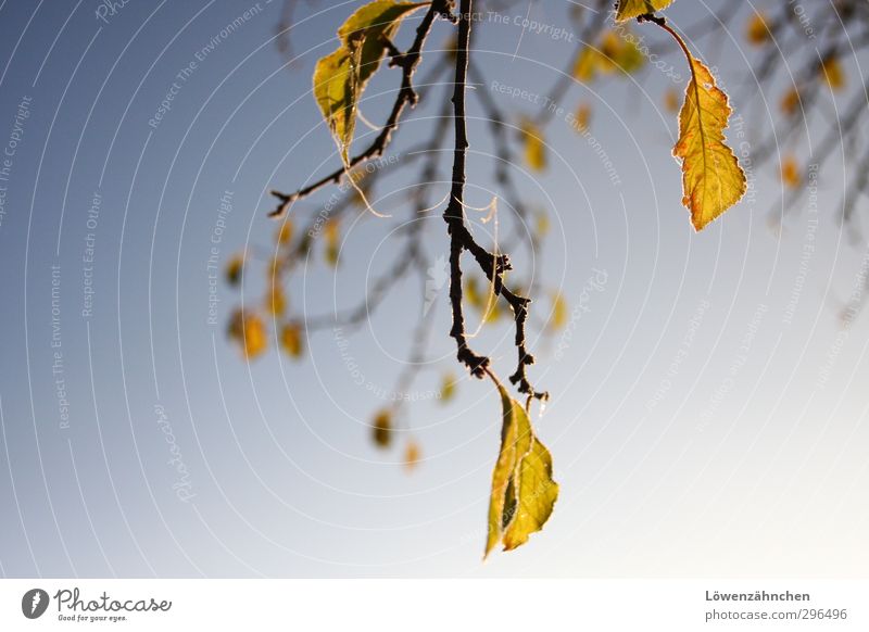 short-lived beauty Natur Pflanze Herbst Schönes Wetter Eis Frost Baum Blatt Obstbaum ästhetisch blau gelb unbeständig Freude Vergänglichkeit einzigartig