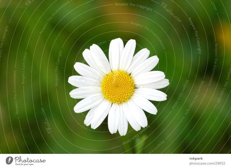 Portrait einer Blume Gänseblümchen Blüte Blatt Sommer Wiese Makroaufnahme