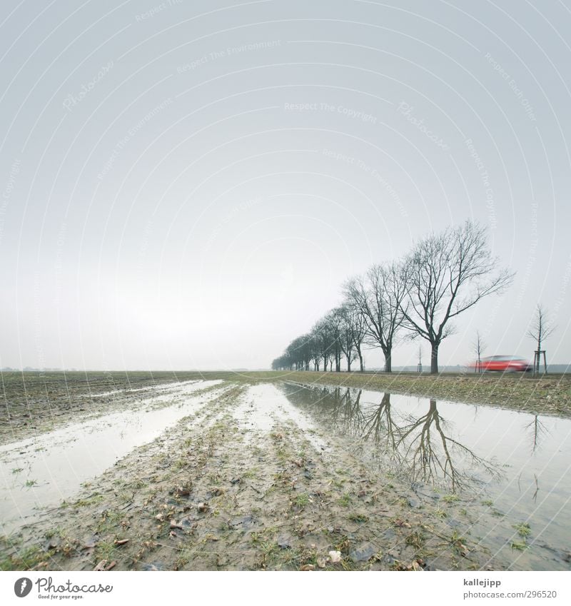 in brandenburg gegen einen baum gegurkt Lifestyle Natur Landschaft Klima Nutzpflanze Feld Verkehr Verkehrsmittel Verkehrswege Berufsverkehr Straßenverkehr