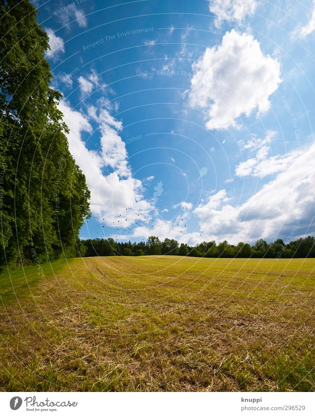 on the sunny side of life Umwelt Natur Landschaft Pflanze Himmel Wolken Horizont Sonne Sonnenlicht Frühling Sommer Schönes Wetter Wärme Baum Feld Wald fliegen