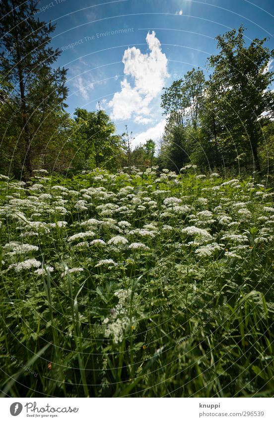 Frühling Umwelt Natur Landschaft Pflanze Luft Himmel Wolken Sonne Sommer Schönes Wetter Baum Blume Grünpflanze Wildpflanze Wiese Wald frisch nah schön Wärme