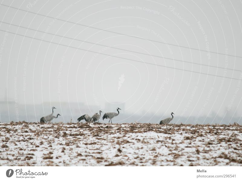 Zivilisation Umwelt Natur Landschaft Tier Erde Himmel Winter Nebel Schnee Feld Haus Hochhaus Wildtier Vogel Kranich Tiergruppe Schwarm gehen stehen frei kalt