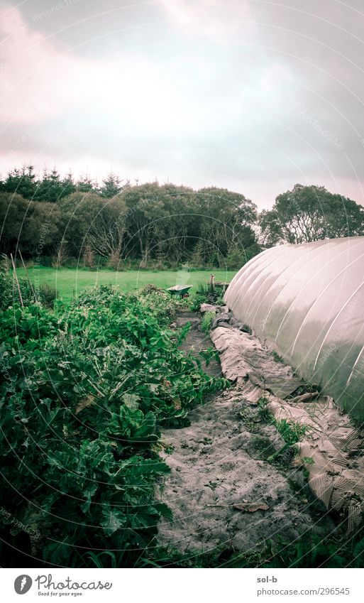 Garten in Mayo Lebensmittel Gemüse Salat Salatbeilage Ernährung Bioprodukte Vegetarische Ernährung Häusliches Leben Gartenarbeit Landwirtschaft Forstwirtschaft