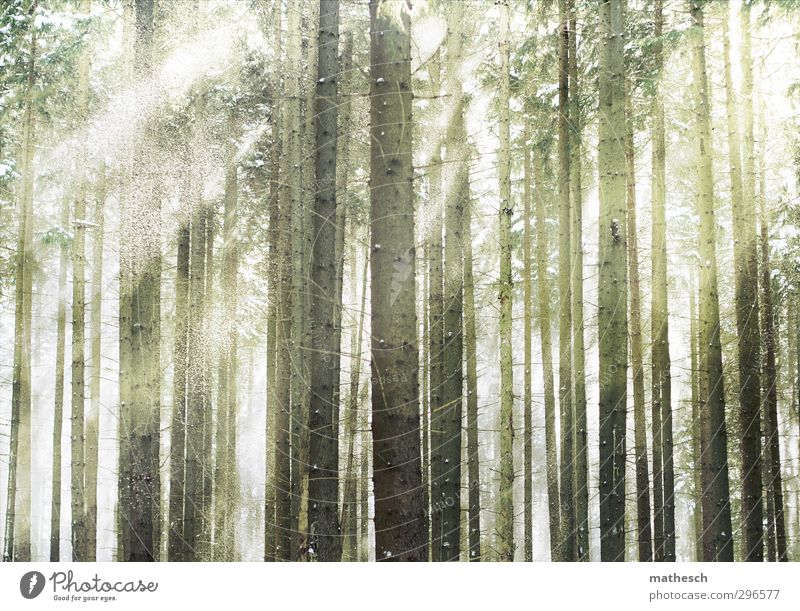 wunderwald harmonisch ruhig Ausflug Freiheit Winter Schnee Winterurlaub Natur Luft Schönes Wetter Baum Nadelbaum Tanne Wald ästhetisch Duft frisch Gesundheit