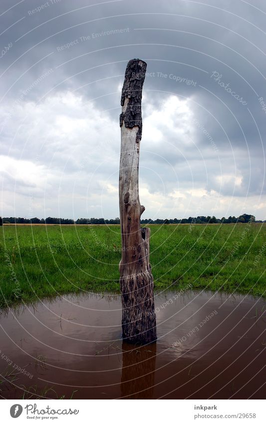 Stamm-Baum Teich See Baumrinde dunkel Baumstamm alt Wetter Regen