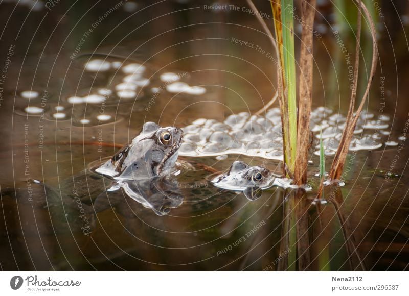 "Le temps des amours"... endlich! Umwelt Natur Pflanze Tier Urelemente Wasser Frühling Klima Wetter Schönes Wetter Gras Wildpflanze Teich Frosch 2 Tierpaar