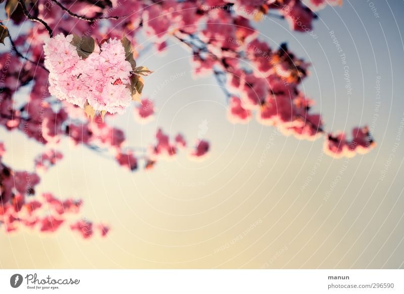 sie blühen wieder Natur Pflanze Wolkenloser Himmel Frühling Schönes Wetter Baum Blüte Kirschblüten Zierkirsche Frühlingsfarbe rosa Frühlingsgefühle Farbfoto