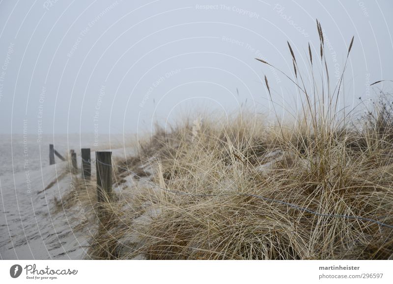 Ostsee-Tristesse Meer Natur Küste Strand Blick warten frei kalt trist gold grau ruhig Sehnsucht Fernweh Einsamkeit Stranddüne Dünengras Dunst graue Wolken