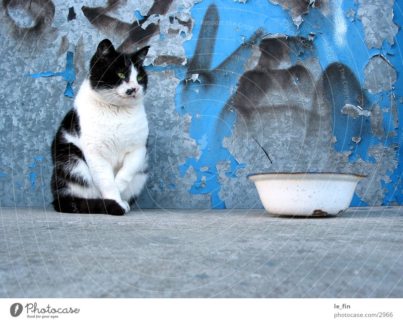 cat Beton Katze Industrie grafitti Appetit & Hunger nix zu futtern