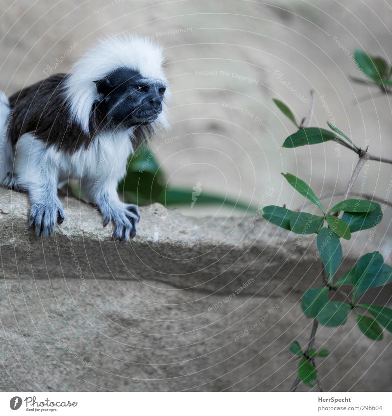 Who the hell is Franz Liszt? Wildtier Zoo Affen 1 Tier beobachten Blick warten frech klein Neugier niedlich grau weiß Lisztaffe Felsen Grünpflanze Haarpracht