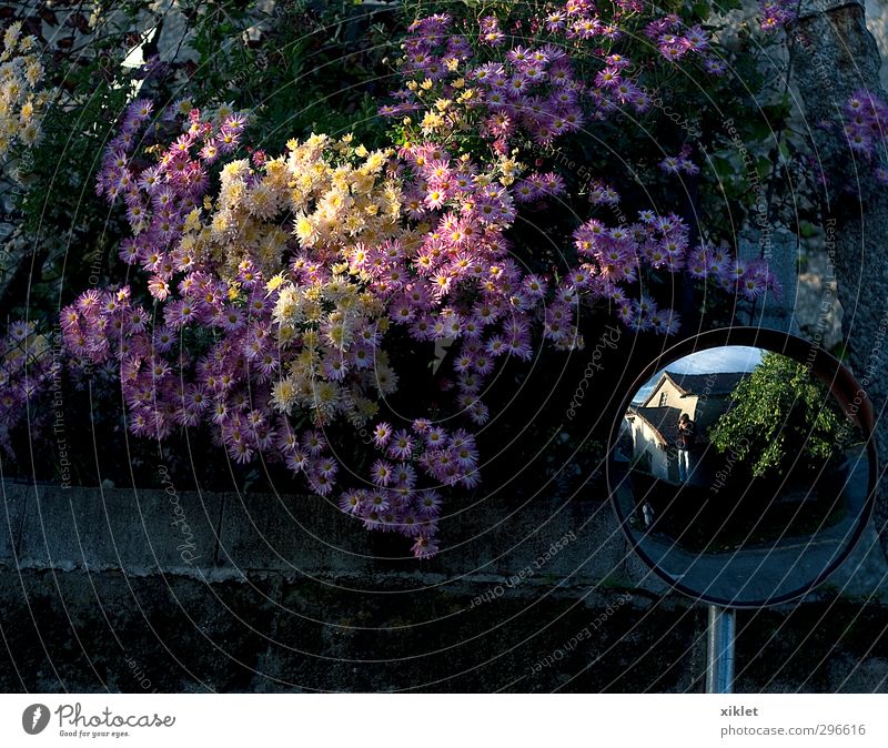 Wenn ich genau hinsah, kann ich dich sehen. Baum Blume Orange Dorf Wegkreuzung Verkehrszeichen Verkehrsschild Spiegel Glas authentisch gelb rosa Zufriedenheit