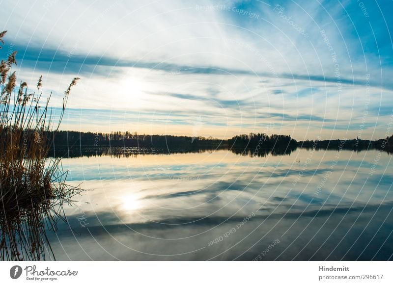 Symmetrie ... Natur Pflanze Urelemente Luft Wasser Himmel Wolken Horizont Sonne Frühling Wetter Schönes Wetter Baum Schilfrohr Küste Seeufer Bucht Abtsee Dorf