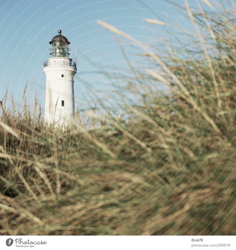 Leuchtturm von Hirtshals, Nordjütland Ferien & Urlaub & Reisen Ferne Sommerurlaub Wolkenloser Himmel Schönes Wetter Gras Wildpflanze Dünengras Küste Nordsee