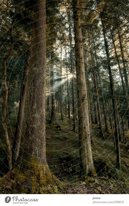 Wegweiser Natur Sonne Sonnenlicht Schönes Wetter Baum Wald braun grün Energie Hoffnung Idylle Umwelt Wege & Pfade Lichtstrahl Farbfoto Gedeckte Farben