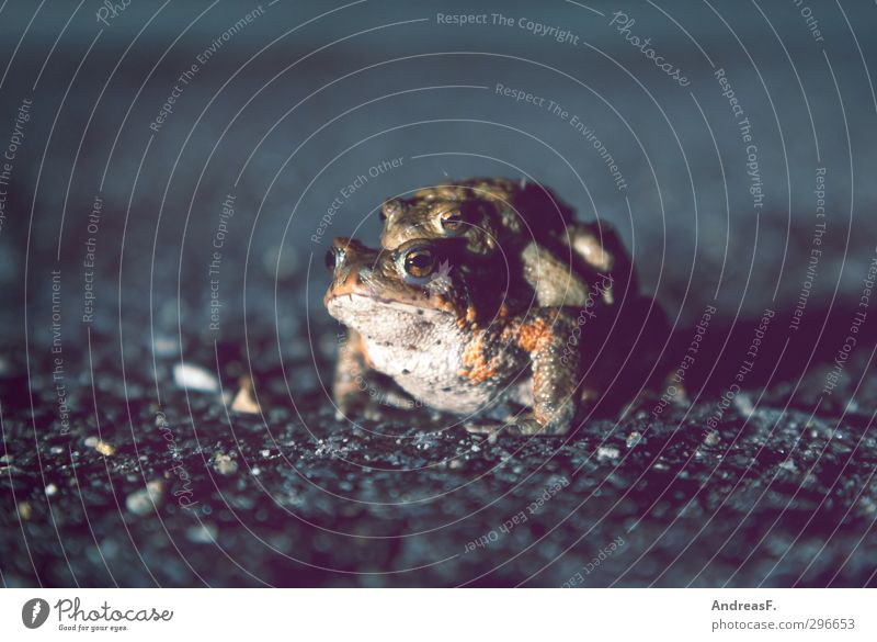 Tierliebe Umwelt Natur Kröte Erdkröte 2 Tierpaar krabbeln Liebe Sex Krötenwanderung Umarmen Liebespaar Straßenbelag Farbfoto Abend Dämmerung Nacht