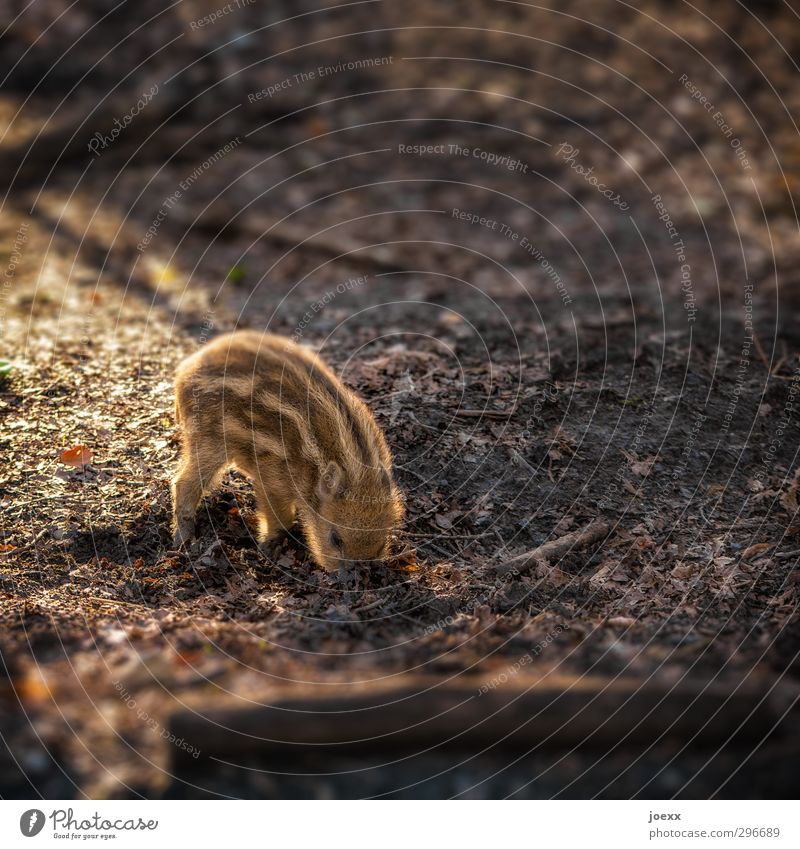 Wildschwein Frischling sucht in der Erde nach Nahrung Wildschweinjunges Wald Tier 1 klein braun Farbfoto Gedeckte Farben Außenaufnahme Muster Menschenleer Tag