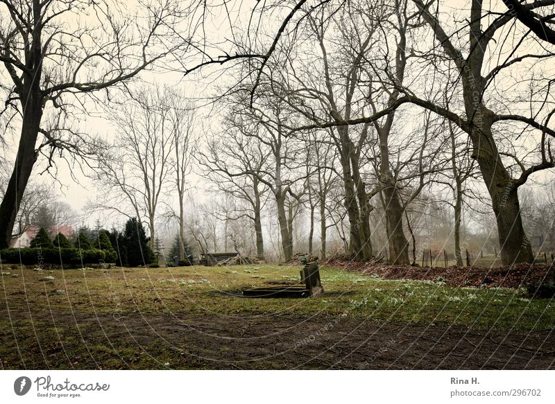 zu zweit allein Landschaft Frühling schlechtes Wetter Nebel Baum Gras Frühlingsblume Hecke Wiese dunkel gelb grün Traurigkeit Trauer Einsamkeit Tod Verfall