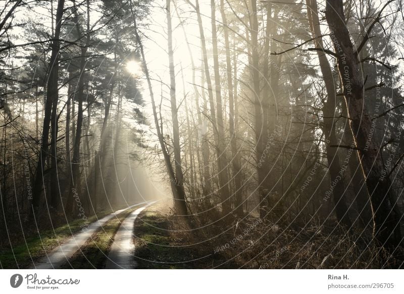 Schweigen Erholung Meditation Natur Landschaft Frühling Schönes Wetter Wald Straße Wege & Pfade Glück Lebensfreude Beginn Farbfoto Gedeckte Farben Außenaufnahme