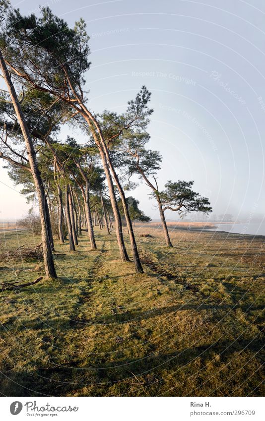 WindSchief Frühling Wetter Schönes Wetter Nebel Baum Kiefer Wiese Küste Rügen gelb grün Glück Zufriedenheit Lebensfreude Erholung Spuren