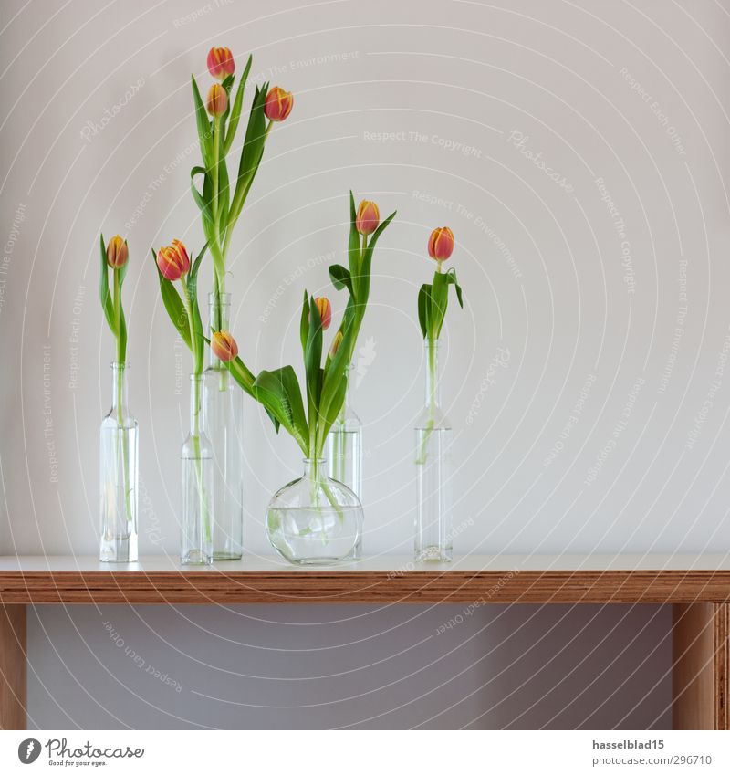 Frühling Lifestyle Reichtum elegant Gesundheit Wohlgefühl Erholung Wohnung Sommer Pflanze Blume Blüte Grünpflanze Garten Mauer Wand Liebe Tulpe Regal Glas Vase