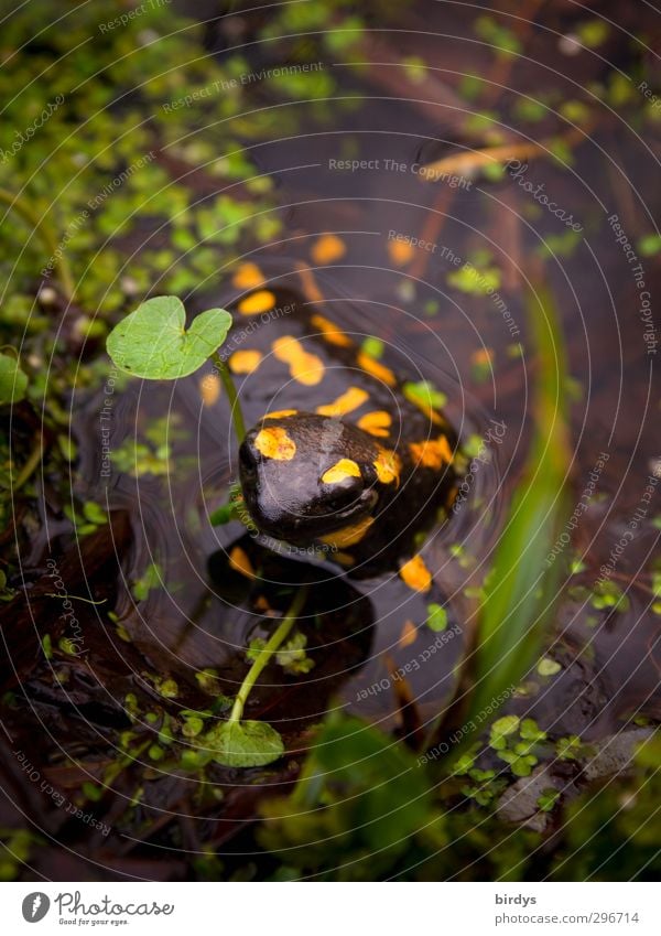 Die schwangere Salamandra Natur Wasser Frühling Sommer Pflanze Wildpflanze Teich Wildtier Feuersalamander Salamander salamandra salamandra 1 Tier