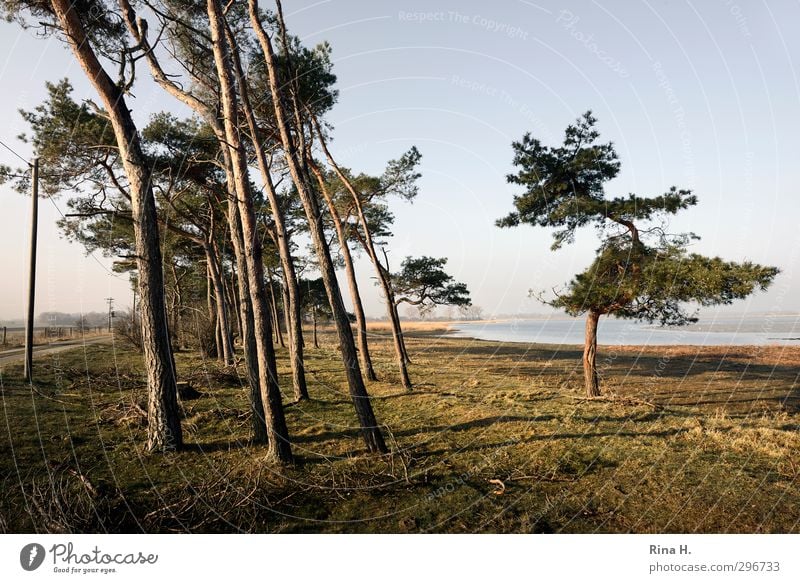 WindSchief II Natur Landschaft Frühling Schönes Wetter Baum Gras Kiefer Wiese Rügen Wege & Pfade natürlich Lebensfreude Bodden Neigung Farbfoto Außenaufnahme