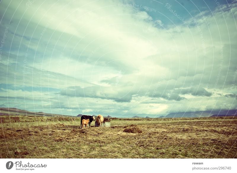 weites land Himmel Wolken Wind Wiese Feld Tier Nutztier Kuh 3 Tiergruppe Tierjunges Tierfamilie Zusammensein ruhig Einsamkeit Ferne Landwirtschaft