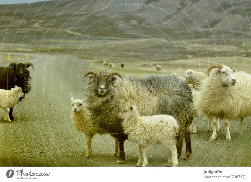 thulegraphia Umwelt Natur Landschaft Berge u. Gebirge Island Verkehrswege Straße Wege & Pfade Tier Nutztier Schaf Tiergruppe Tierpaar Tierjunges Tierfamilie