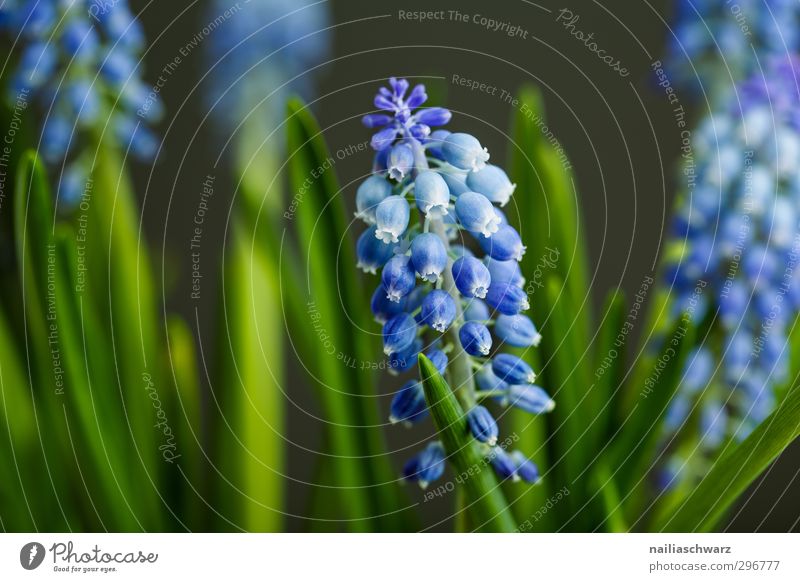 Traubenhyazinthen Natur Pflanze Frühling Blume Blüte Garten Park Blühend Duft glänzend leuchten Wachstum einfach Fröhlichkeit frisch schön blau grün