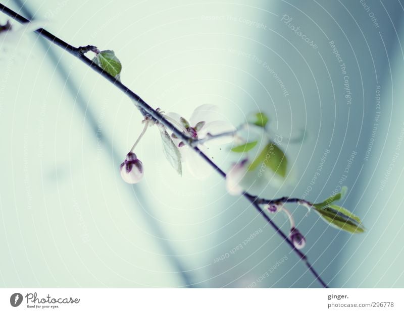 Frühling will ins Licht Natur Pflanze Schönes Wetter Blume Sträucher Blatt Blüte klein zart fein grün Makroaufnahme sprießen Ast Wand Schatten Blütenknospen