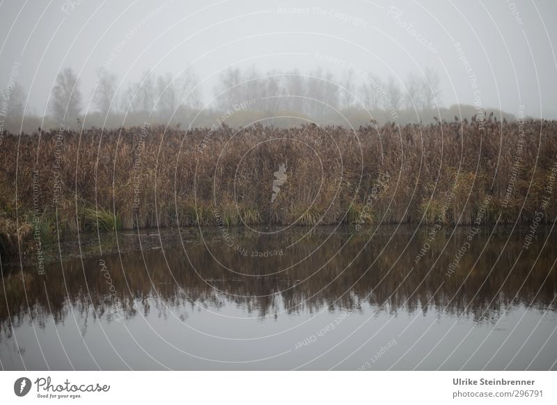 Nebeltag am Federsee I Umwelt Natur Landschaft Pflanze Luft Wasser Himmel Herbst schlechtes Wetter Baum Sträucher Schilfrohr Seeufer Moor Sumpf stehen verblüht