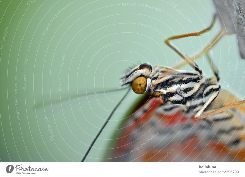 Kopflastig | bezaubernder Alien Natur Frühling Sommer Wetter Schönes Wetter Tier Wildtier Schmetterling Tiergesicht Flügel 1 sitzen ästhetisch außergewöhnlich