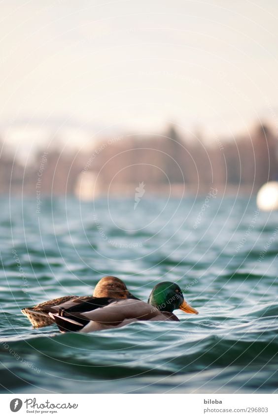 Alle meine Entlein... Natur Landschaft Tier Urelemente Wasser Sommer Schönes Wetter Wellen Seeufer Wildtier Vogel Ente 2 blau grün Farbfoto Außenaufnahme