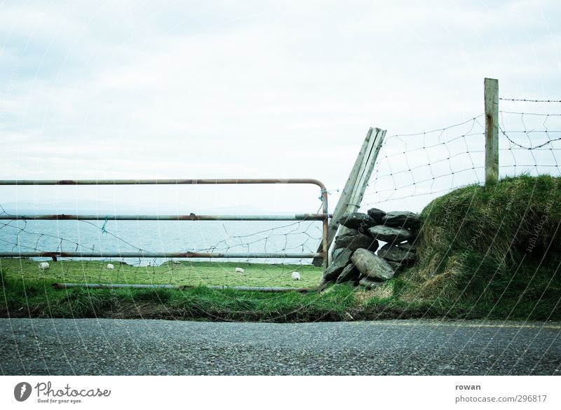 landstraße Wiese Feld Verkehr Verkehrswege Autofahren Straße Wege & Pfade Tier Nutztier 4 Herde natürlich grün Asphalt Schaf Schafherde Republik Irland Meer Tor