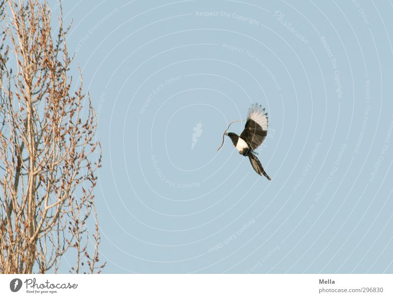 Bauphase Umwelt Natur Tier Luft Himmel Frühling Pflanze Baum Pappeln Wildtier Vogel Elster 1 bauen fliegen natürlich blau Tatkraft Nestbau Farbfoto