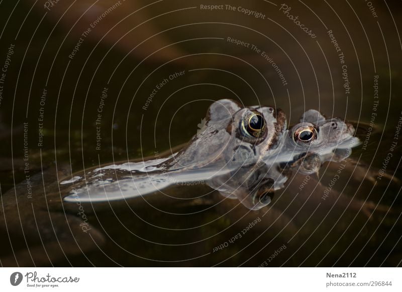 Zusammenhalten Natur Tier Wasser Frühling Schönes Wetter Teich Frosch Tiergesicht 2 Tierpaar festhalten Liebe kalt braun Fortpflanzung Kröte Krötenwanderung