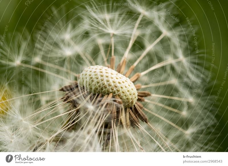 Pusteblume Umwelt Natur Pflanze Sommer Blume Grünpflanze Garten Wiese frei Fröhlichkeit frisch Hoffnung einzigartig Löwenzahn Samenpflanze Makroaufnahme