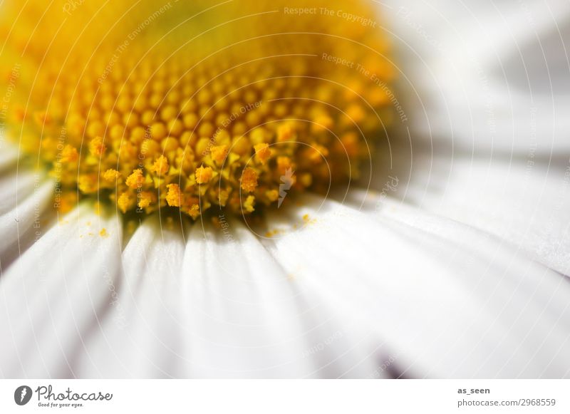 Gänsebümchen schön Gesundheit Wellness harmonisch Umwelt Natur Pflanze Frühling Sommer Blume Blüte Gänseblümchen Margerite Blütenblatt Staubfäden Wiese Blühend