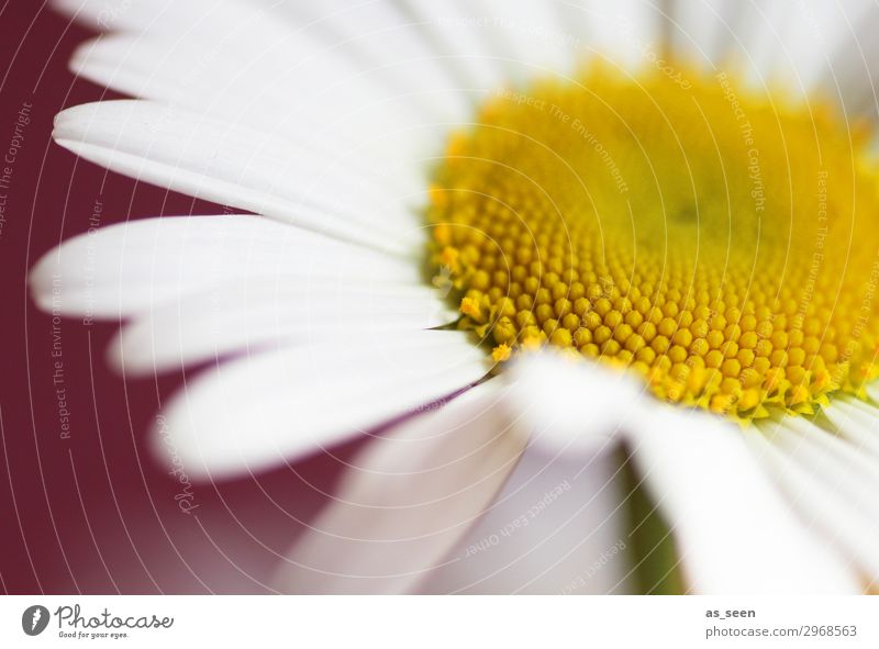 Gänseblümchen Lifestyle schön Wellness harmonisch Fahrradtour Sommer Blume Blüte Margerite Blühend ästhetisch authentisch frisch braun gelb rot weiß Gefühle