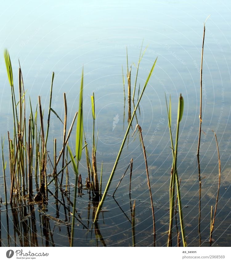 Am Badesee Ferien & Urlaub & Reisen Ausflug Fahrradtour Sommer Umwelt Natur Landschaft Pflanze Wasser Frühling Schönes Wetter Schilfrohr Gras Seeufer Flussufer