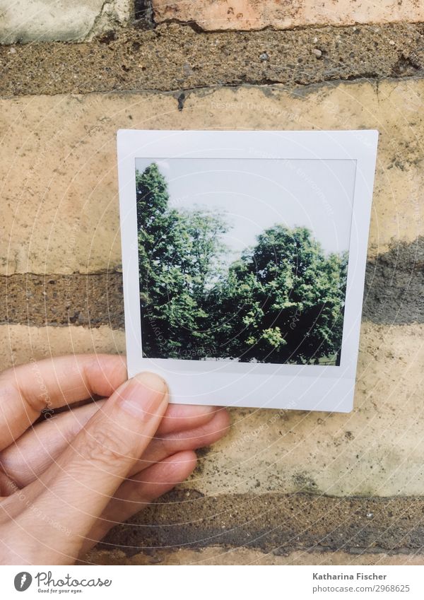 Polaroid Natur vor Steinwand Frühling Sommer Baum Blühend braun grün türkis weiß Fotografie Hand Wand Kontrast Farbfoto Außenaufnahme Menschenleer Tag