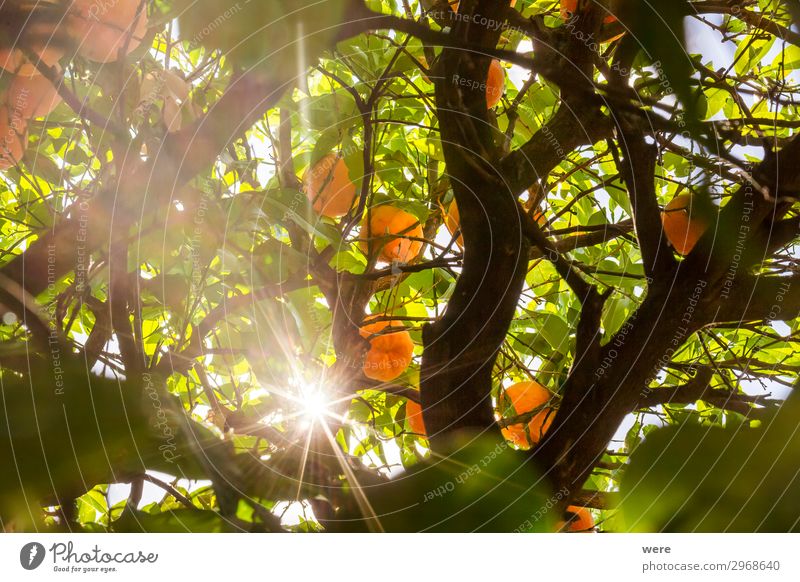 The sun shines through the branches of an orange tree Sommer Natur frisch Gesundheit saftig Sunbeams copy space food fruit glitter nobody organic food regional