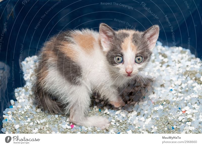 Kleine Katze beim Spielen auf dem Haus Freude schön Baby Kindheit Natur Tier Pelzmantel Haustier sitzen klein lustig niedlich weich grau rot weiß Katzenbaby