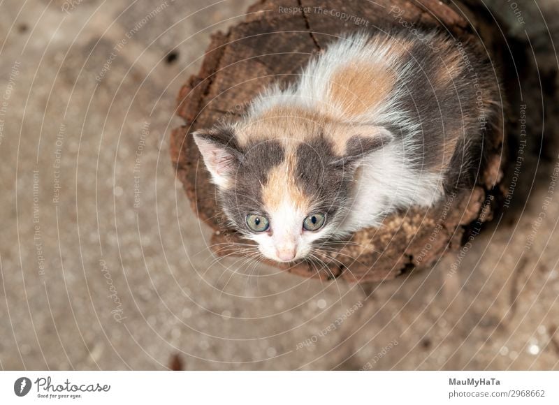 Kleine Katze beim Spielen auf dem Haus Freude schön Baby Kindheit Natur Tier Pelzmantel Haustier sitzen klein lustig niedlich weich grau rot weiß Katzenbaby