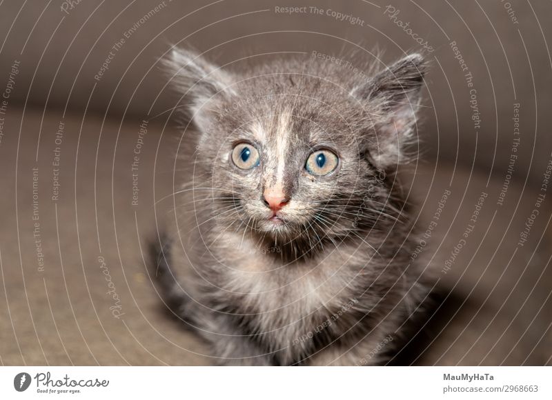 Kleine Katze beim Spielen auf dem Haus Freude schön Baby Kindheit Natur Tier Pelzmantel Haustier sitzen klein lustig niedlich weich grau rot weiß Katzenbaby